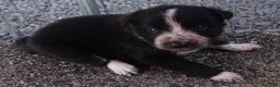 Border Collie dogs for sale: ROXY - Ad 6