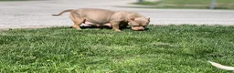 American Bully dogs for sale: American Bully Puppies - Ad 2