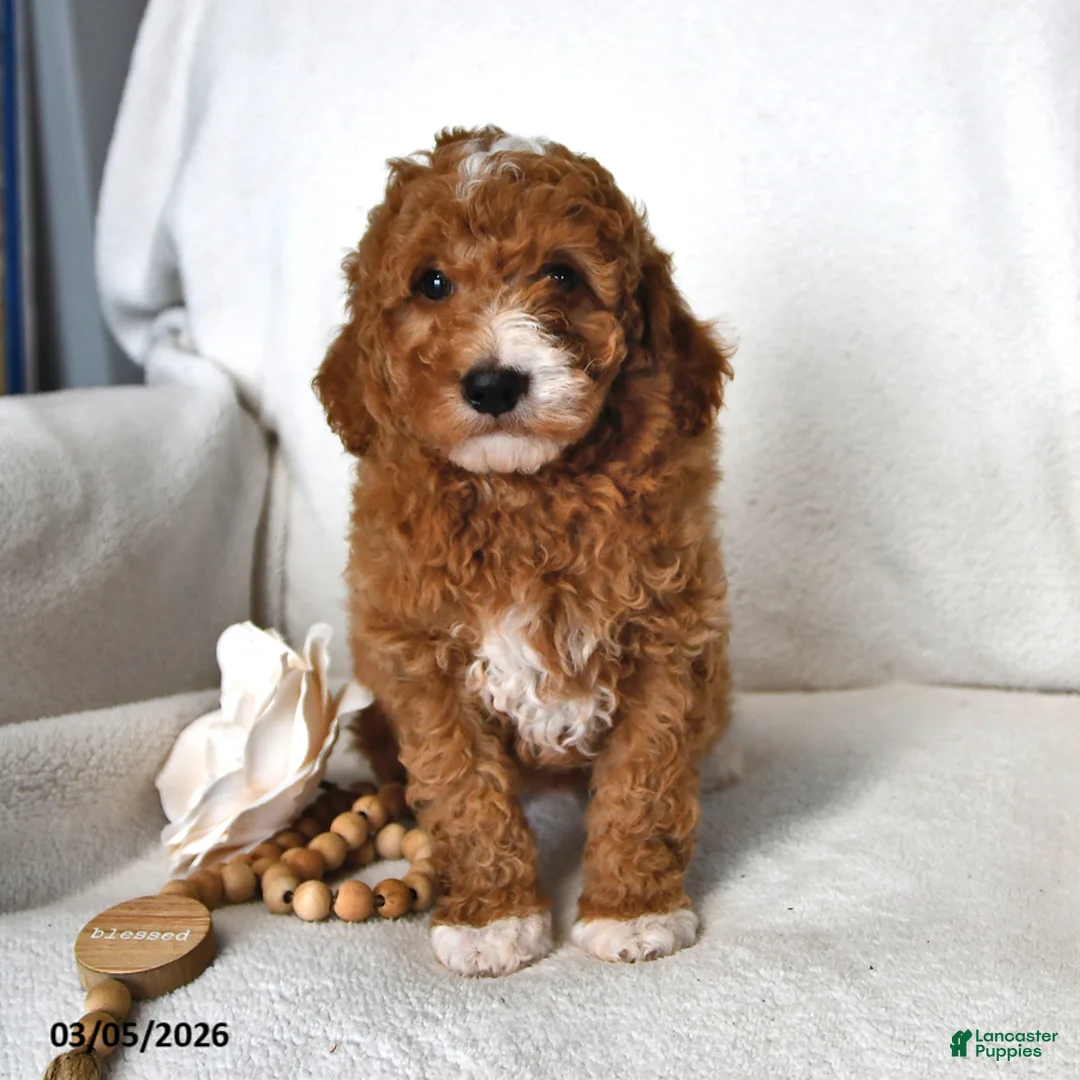 Mini Goldendoodle dogs for sale: Jasper - Ad 1