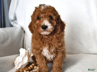 Mini Goldendoodle dogs for sale: Jasper - Ad 2