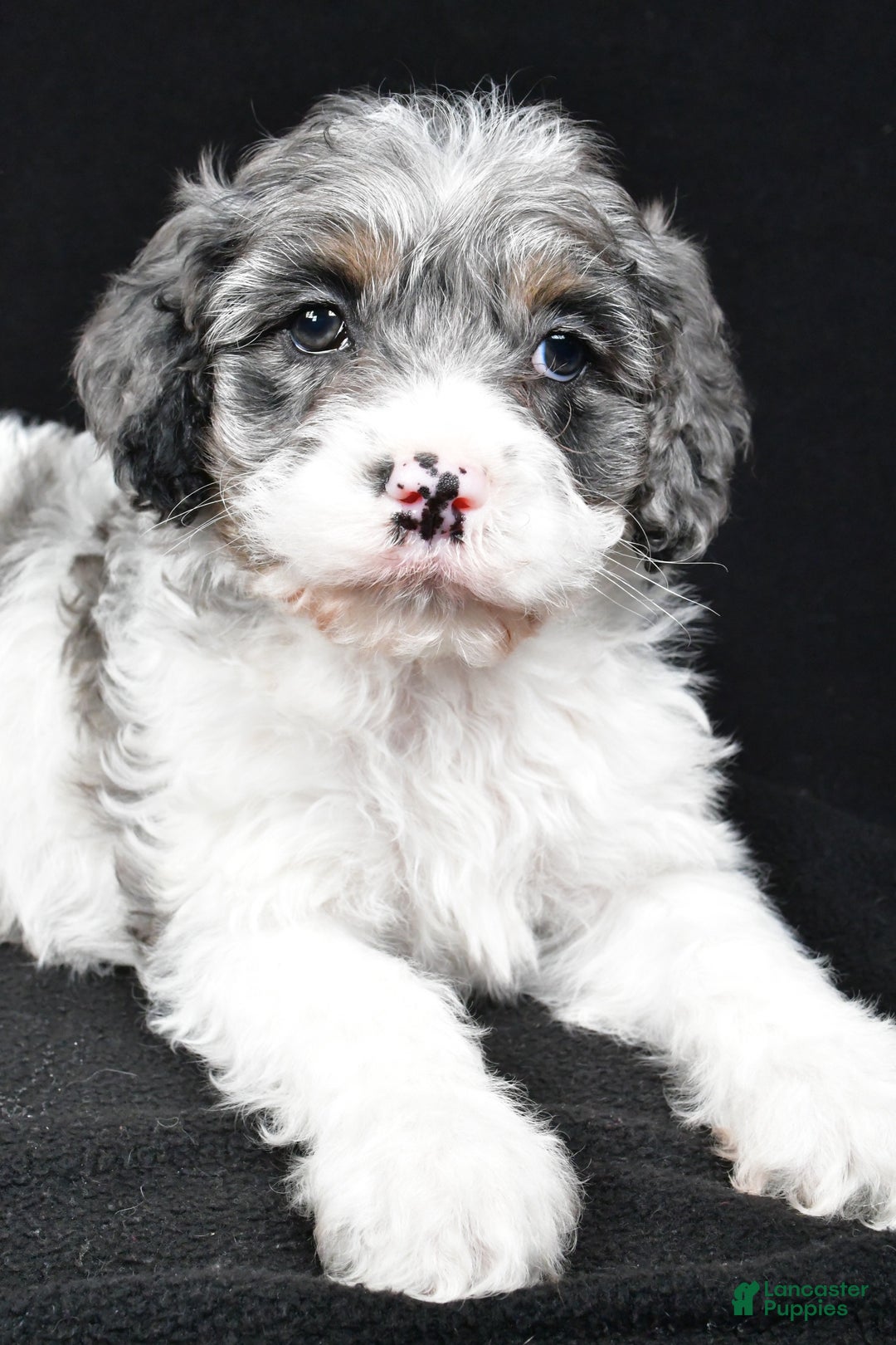 Cockapoo dogs for sale: Thompson - Ad 4