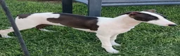 Italian Greyhound dogs for sale: Rufus - Ad 13
