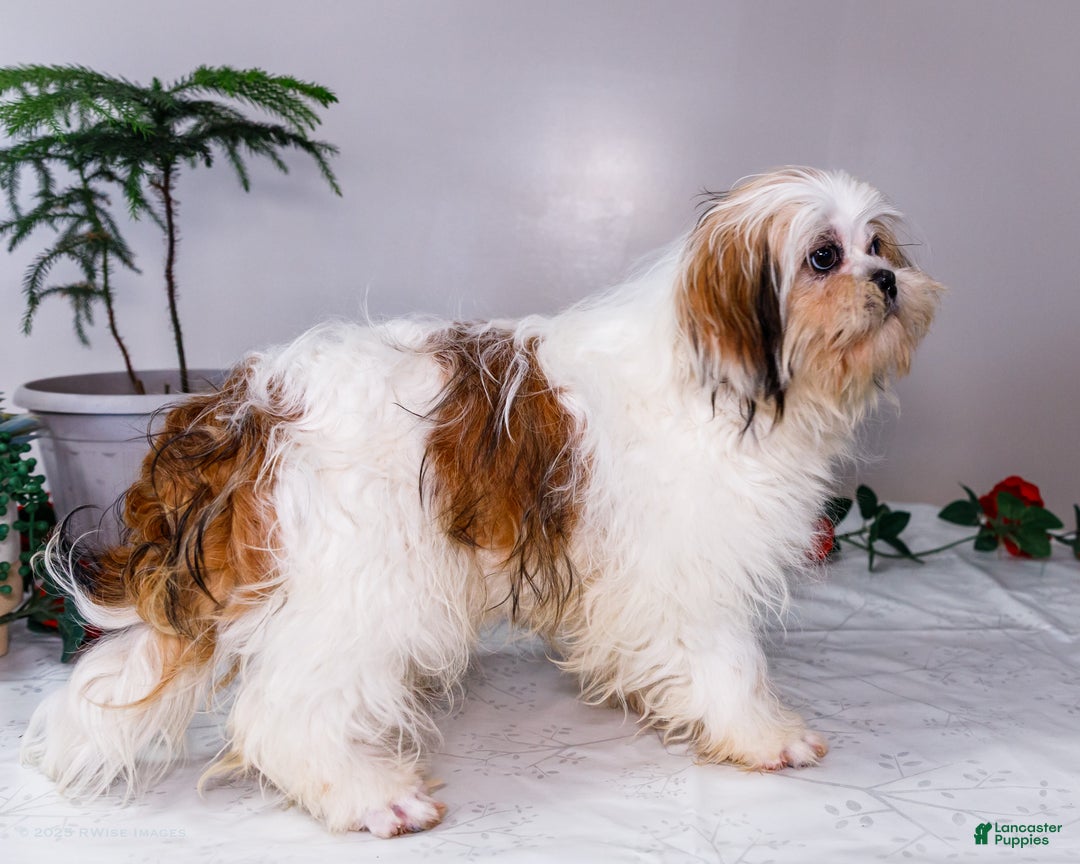 Shih Tzu dogs for sale: Keturah - Ad 11