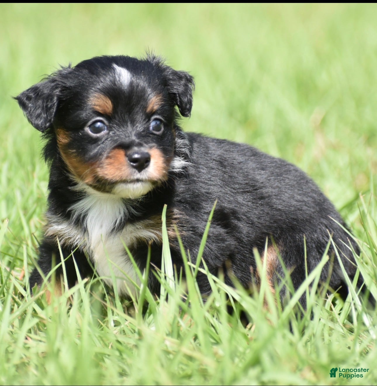 Toy Australian Shepherd dogs for sale: Toy Australian Shepherd Puppy 2 - Ad 4