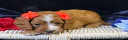 Cavapoo dogs for sale: Haven - Ad 5