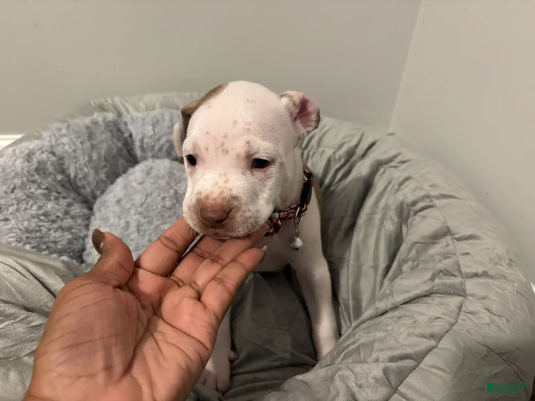 American Pit Bull Terrier dogs for sale: Amber - Ad 18