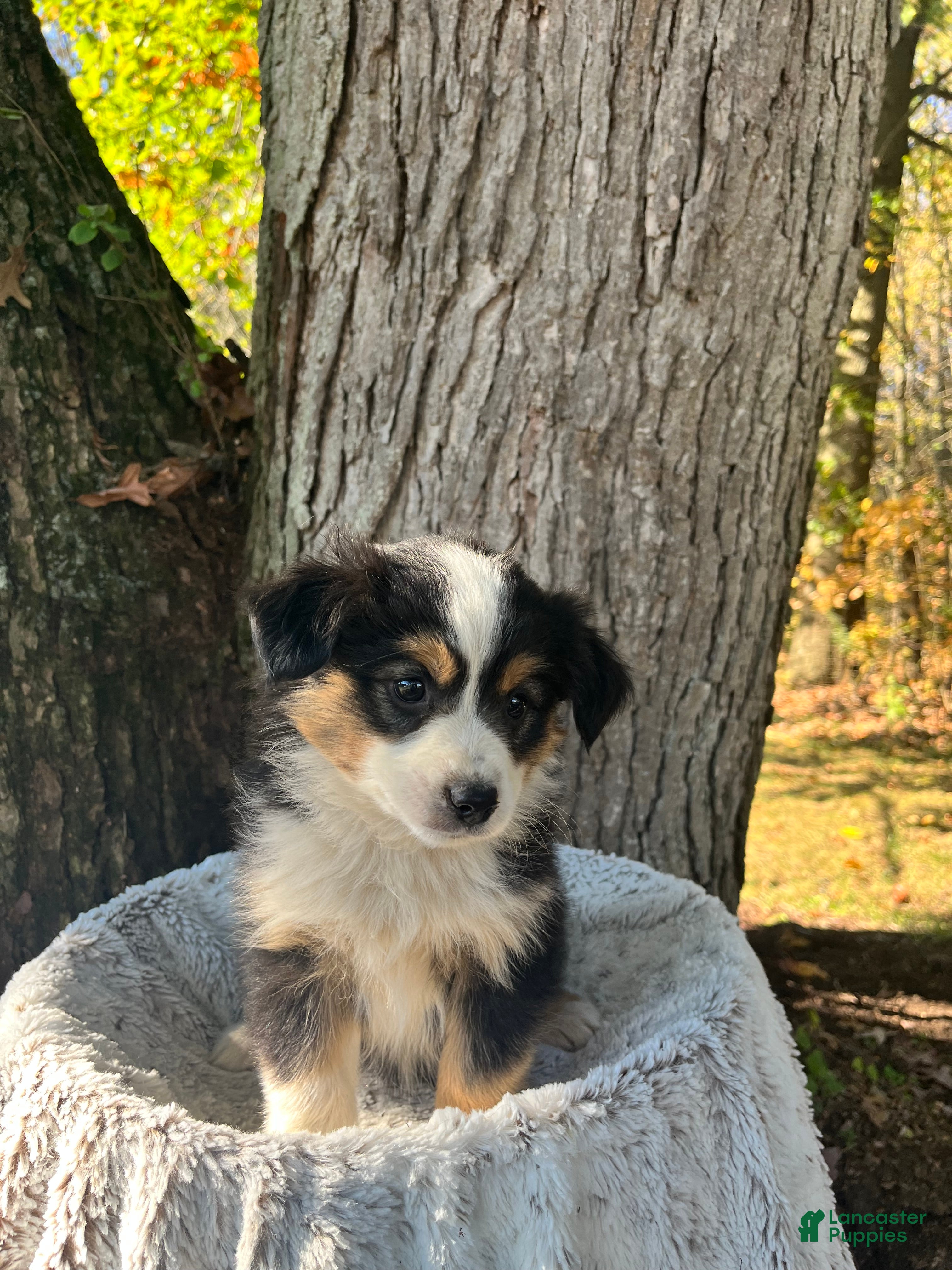 Miniature Australian Shepherd dogs for sale: Belle - Ad 1