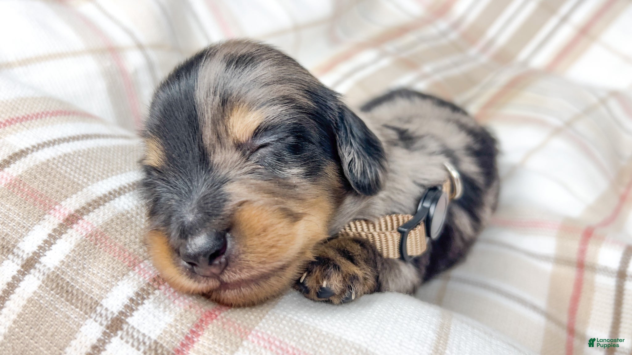 Miniature Dachshund dogs Chocolate - Ad 14
