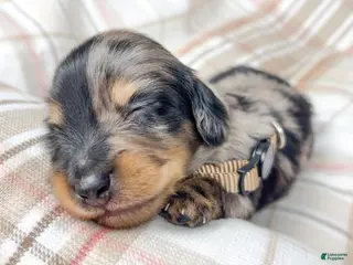 Miniature Dachshund dogs Chocolate - Ad 14