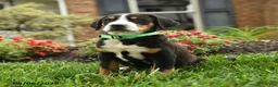 Greater Swiss Mountain Dog dogs for sale: Tank - Ad 3
