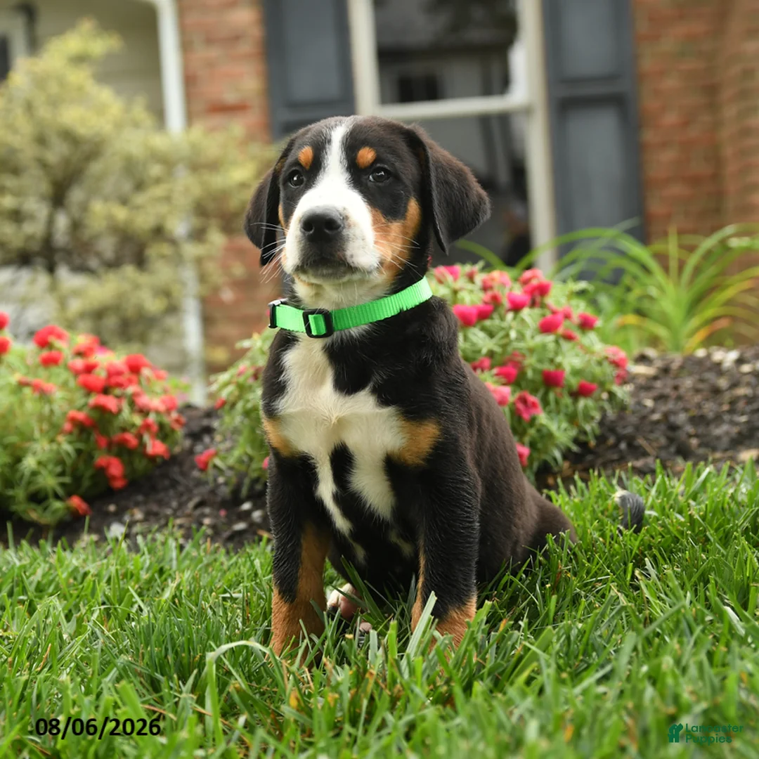 Greater Swiss Mountain Dog dogs for sale: Tank - Ad 3