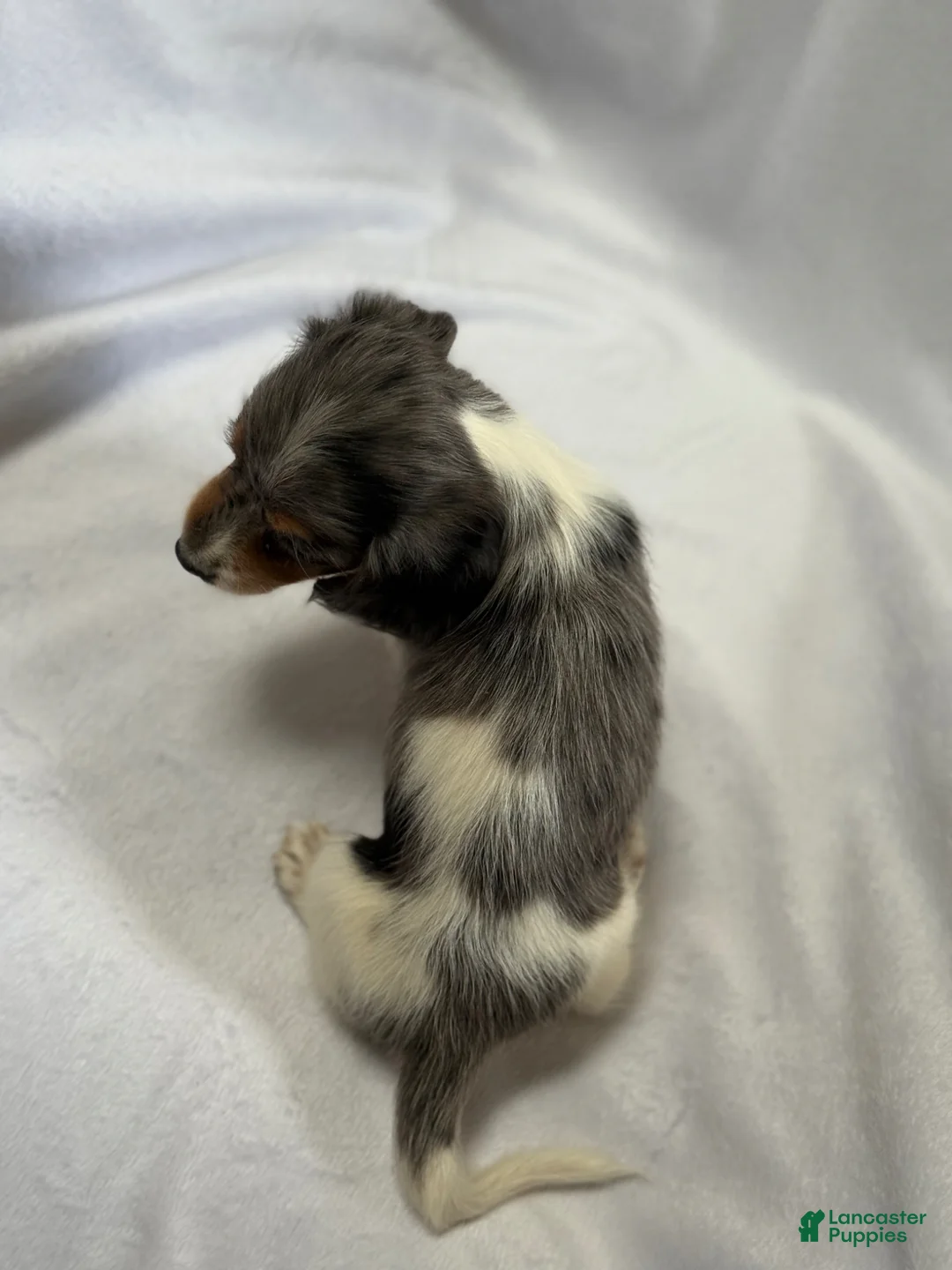 Miniature Dachshund dogs for sale: Archer - Ad 6