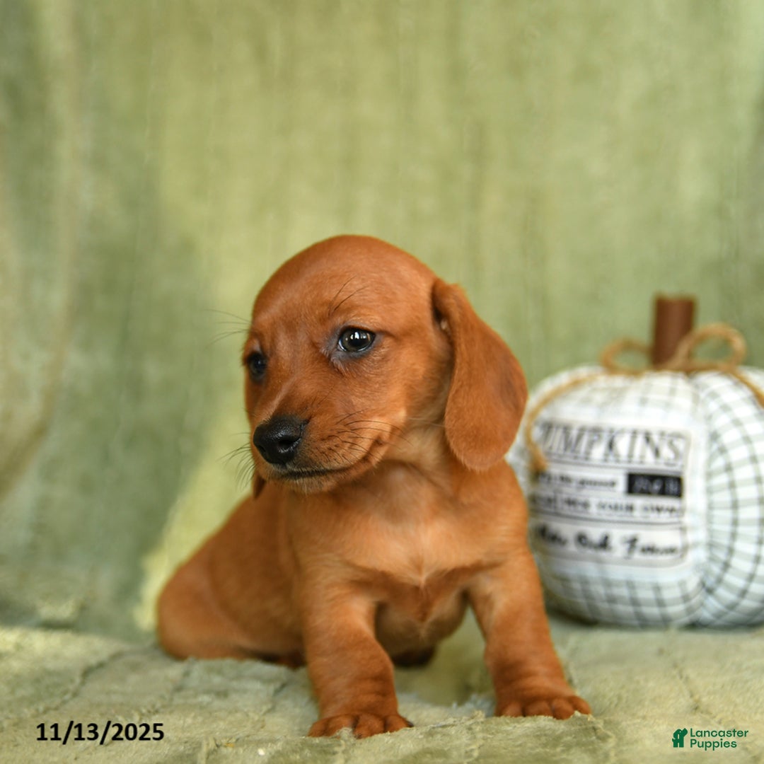Miniature Dachshund dogs for sale: Zia - Ad 5