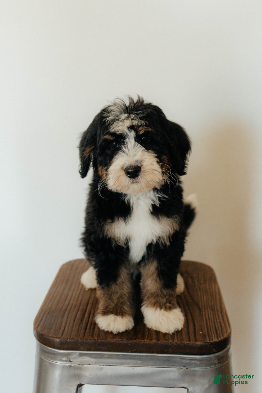 Bernedoodle dogs Medium Sized Male Bernedoodle - Hermes - Ad 1
