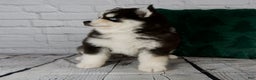Pomsky dogs for sale: Grace - Ad 10