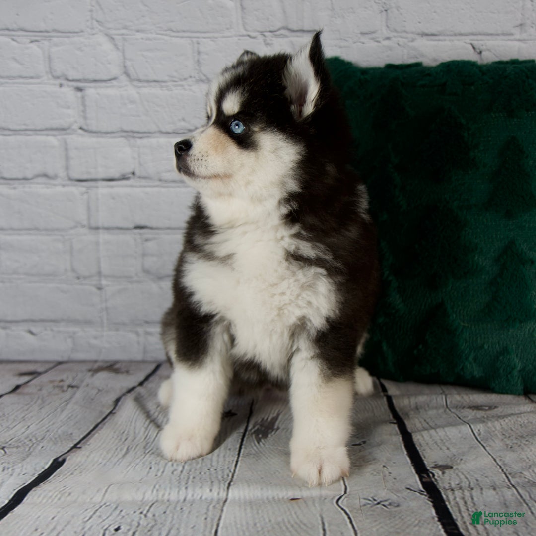 Pomsky dogs for sale: Grace - Ad 10