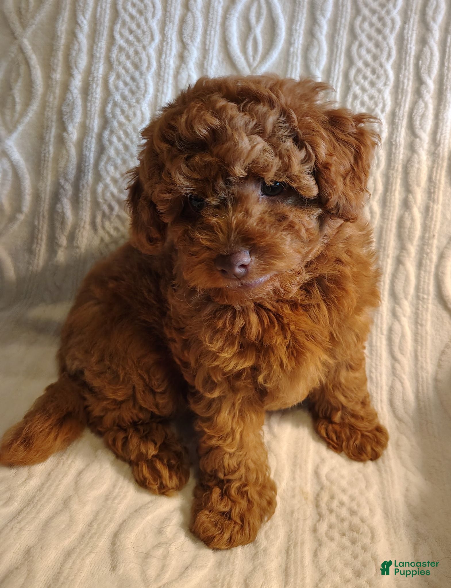 Toy Poodle dogs Snuggles Toy Poodle 1 - Ad 1