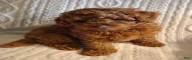Snuggles Toy Poodle 1