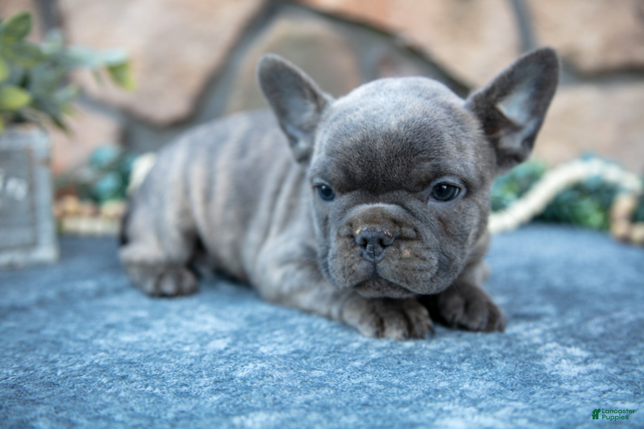 French Bulldog dogs Barney - Ad 17
