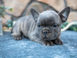 French Bulldog dogs Barney - Ad 19