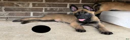 Belgian Malinois dogs for sale: Belgian Malinois 1 - Ad 3