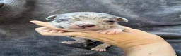 American Bully dogs for sale: Domino - Ad 1