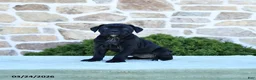 Cane Corso dogs for sale: Taffy - Ad 1
