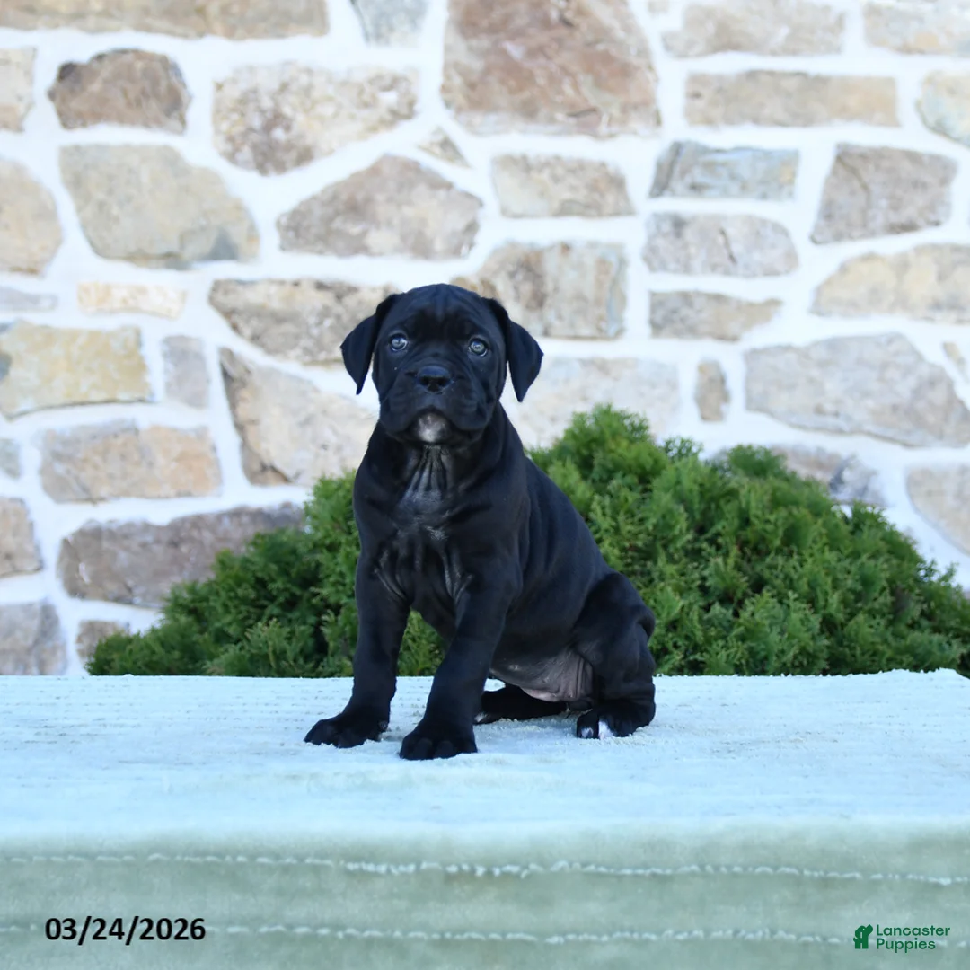 Cane Corso dogs for sale: Taffy - Ad 1