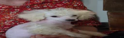 Bichpoo dogs for sale: Lily - Ad 6