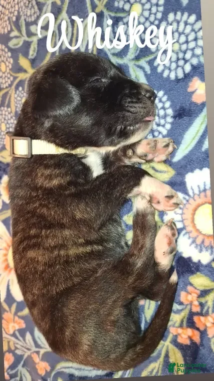 English Mastiff dogs Whiskey - Brindle English Mastiff Puppy - Ad 10