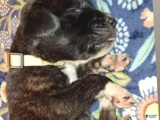 English Mastiff dogs for sale: Whiskey - Brindle English Mastiff Puppy - Ad 2