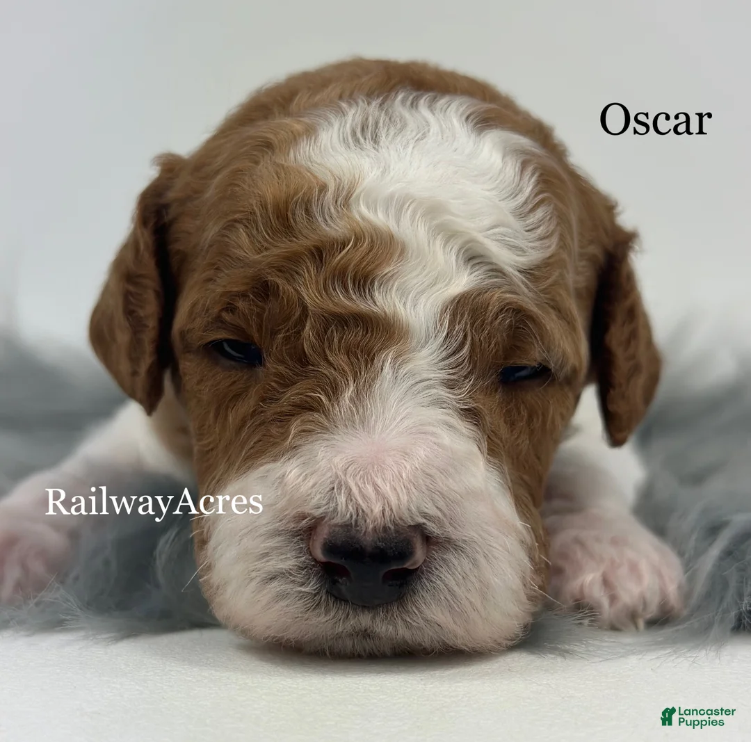 Mini Goldendoodle dogs for sale: Oscar - Ad 3