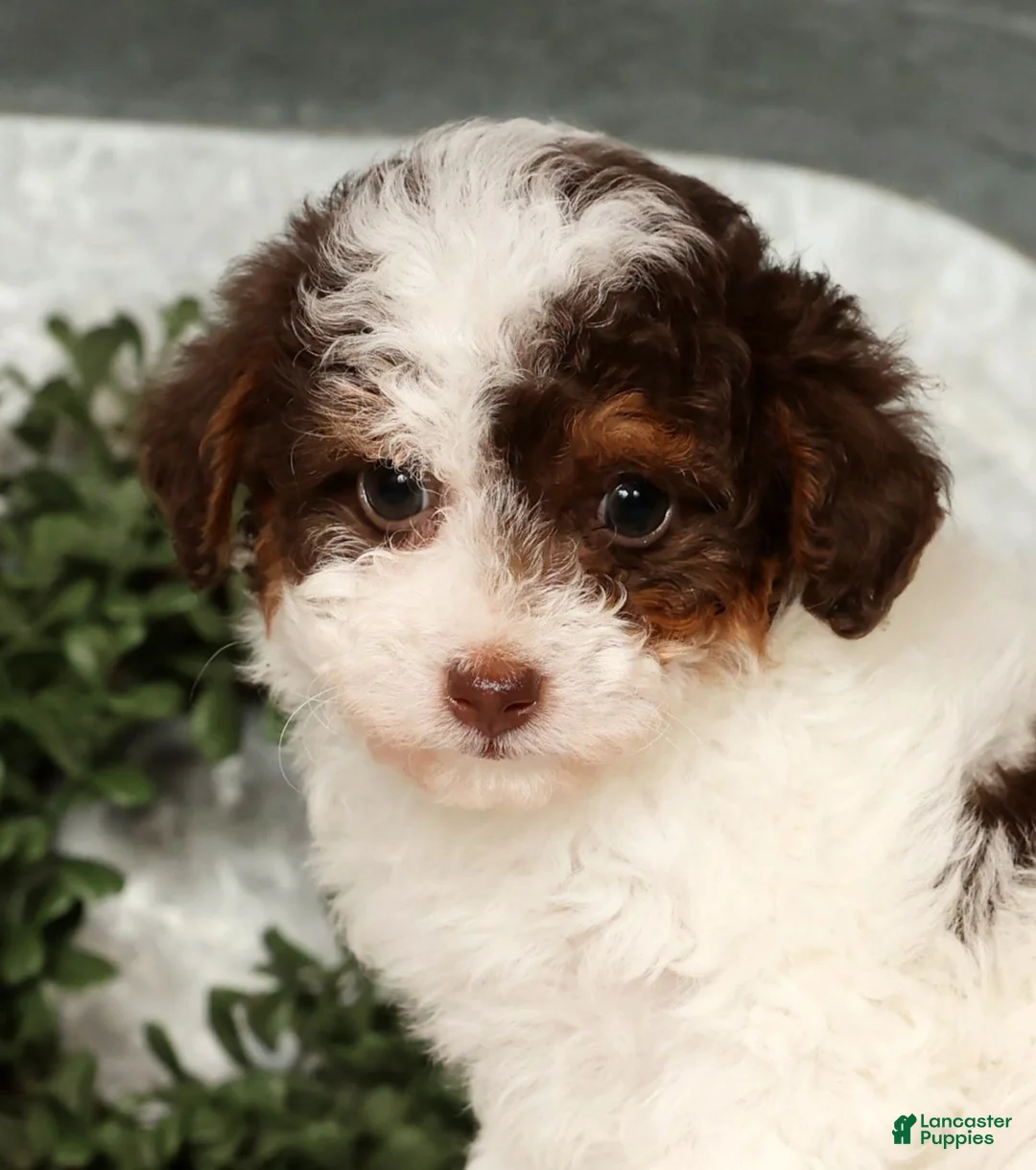 Toy Poodle dogs for sale: Molly - Ad 9