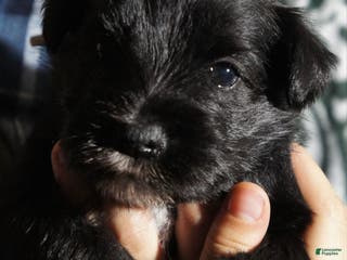 Miniature Schnauzer dogs Chloe - Ad 30