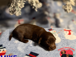 Miniature Dachshund dogs Mike - Ad 8