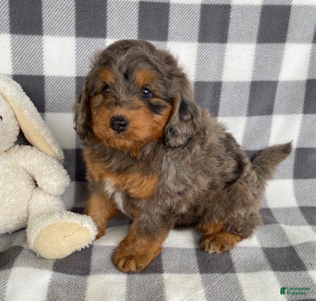 Mini Bernedoodle dogs Perry - Ad 2