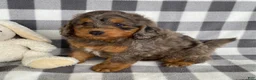 Mini Bernedoodle dogs for sale: Perry - Ad 2