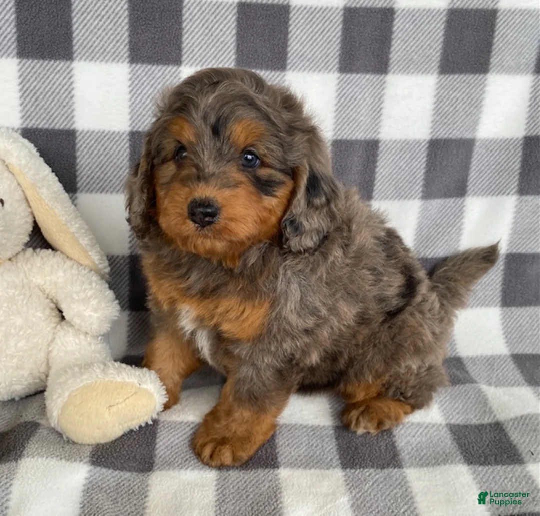 Mini Bernedoodle dogs for sale: Perry - Ad 2