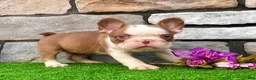 French Bulldog dogs for sale: Addi - Ad 4