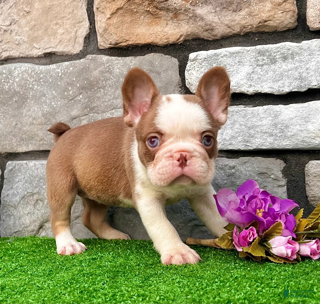 French Bulldog dogs for sale: Addi - Ad 4