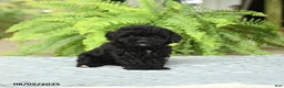 Toy Poodle dogs for sale: Shiloh House Raised - Ad 5