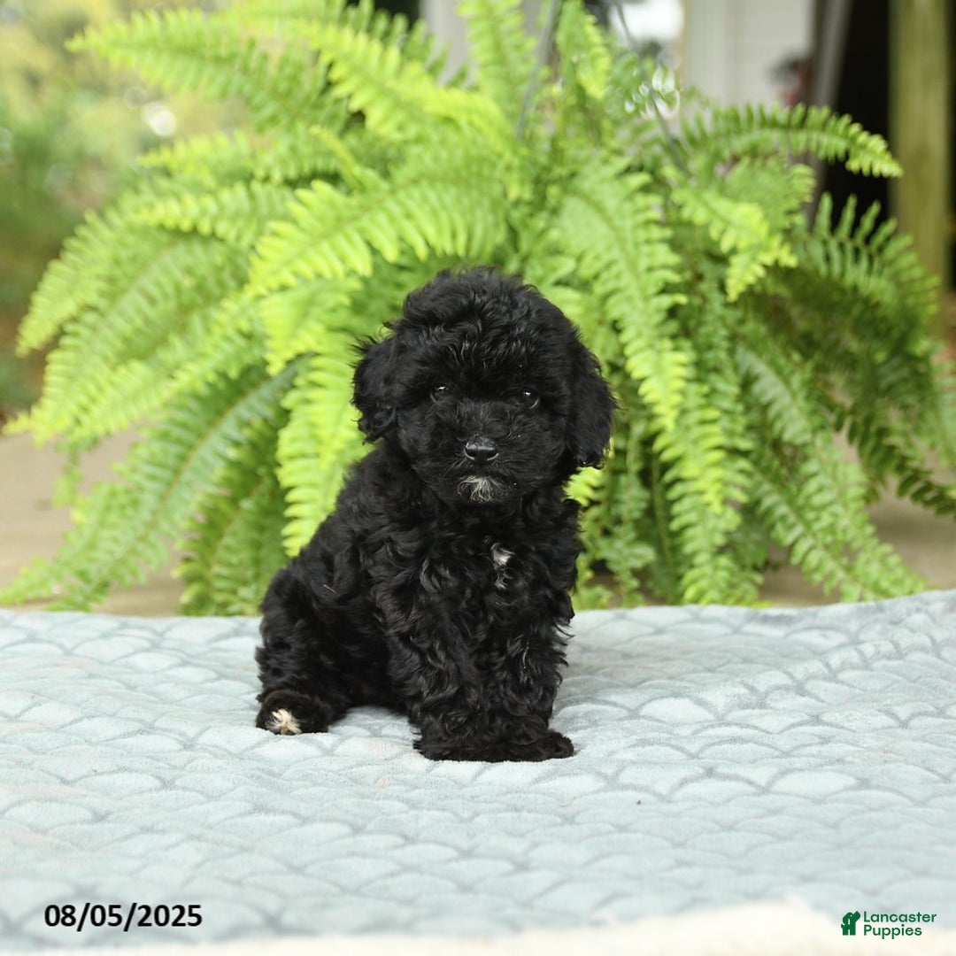 Toy Poodle dogs for sale: Shiloh House Raised - Ad 5