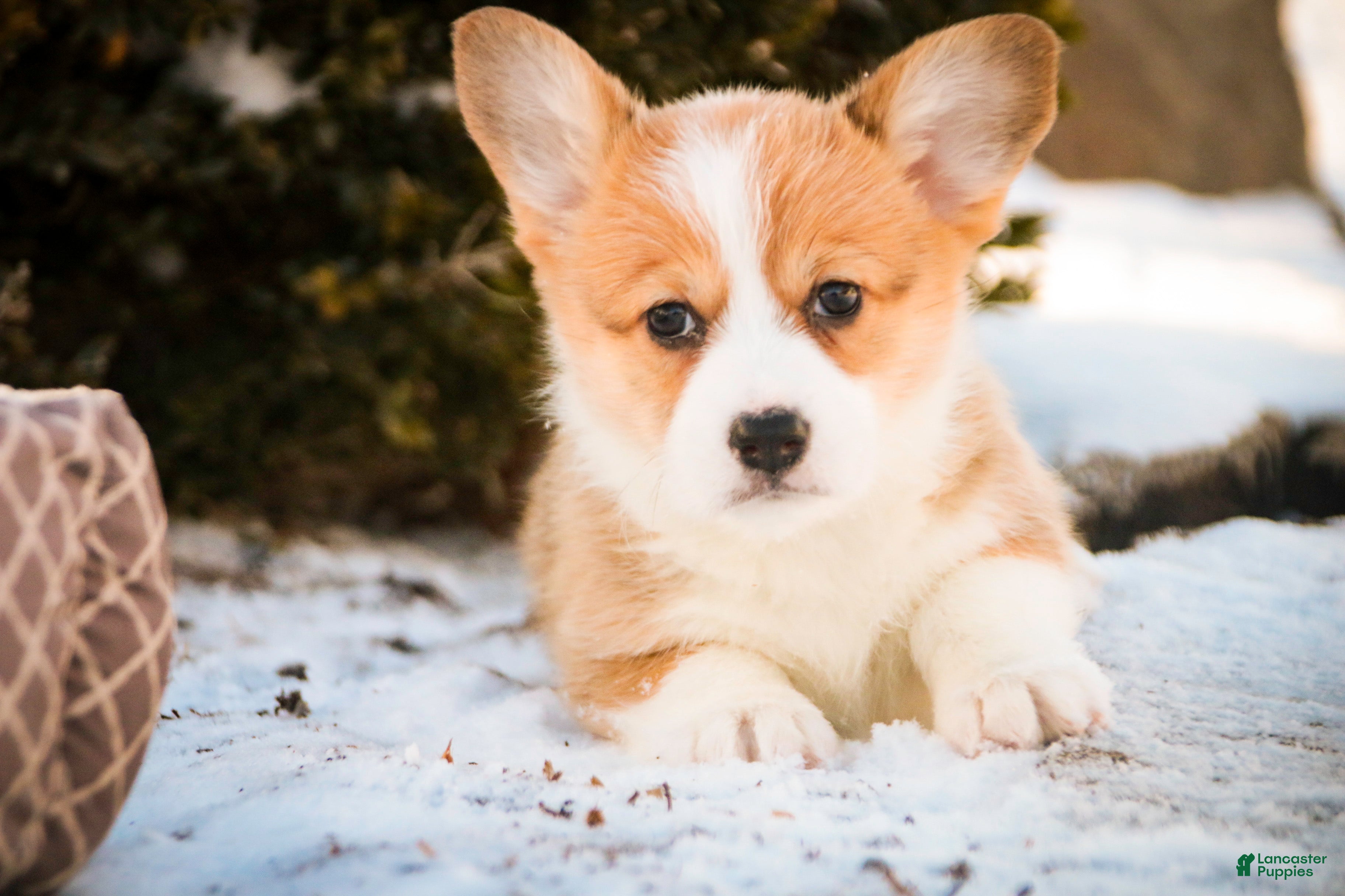 Welsh Corgi Pembroke dogs Gwen - Ad 39