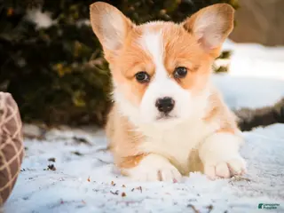 Welsh Corgi Pembroke dogs Gwen - Ad 41