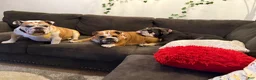 English Bulldog dogs for sale: English Bulldog 1 - Ad 24