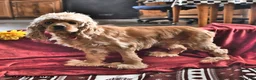 English Cocker Spaniel dogs for sale: Ricky Boy - Ad 6