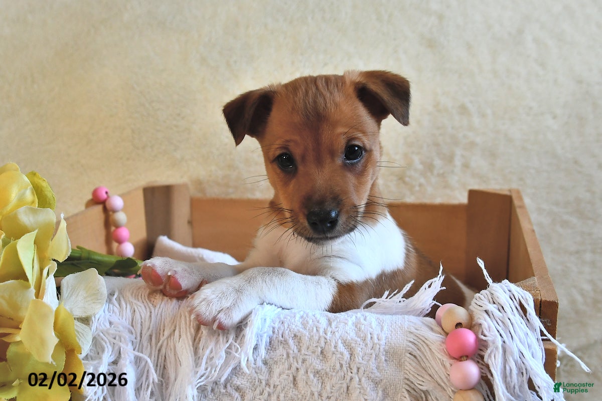 Jack Russell Terrier dogs Puddles  - Ad 1