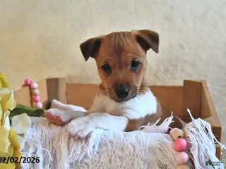 Jack Russell Terrier dogs Puddles - Ad 1