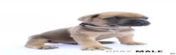 Cane Corso dogs for sale: Blue Male - Ad 22