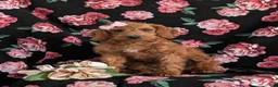 Miniature Labradoodle dogs for sale: Charlee Hypoallergenic - Ad 2